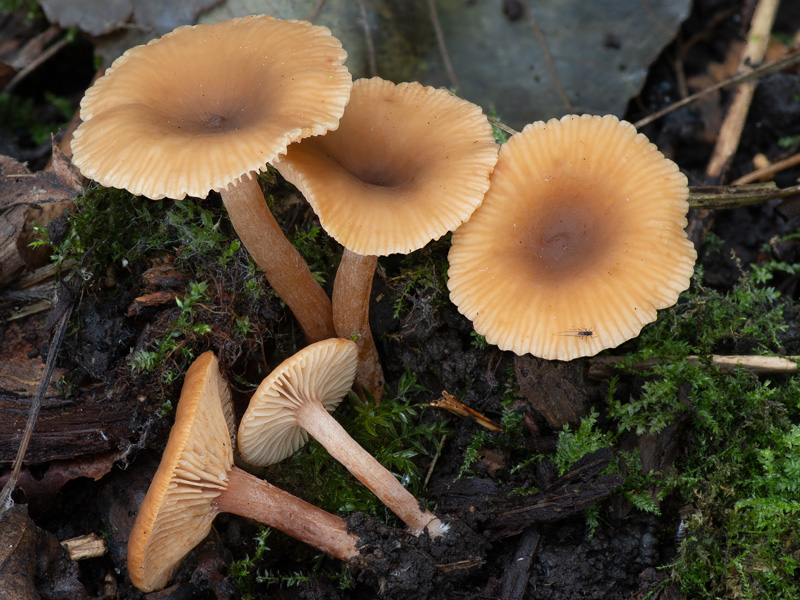 Lactarius obscuratus